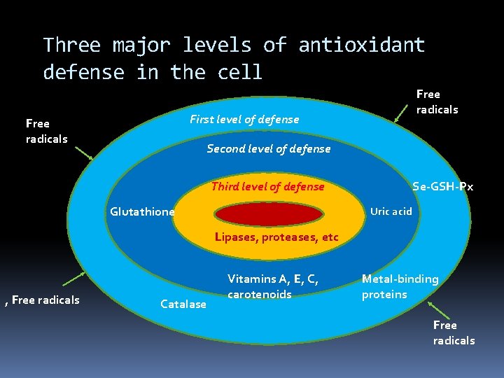 Three major levels of antioxidant defense in the cell Free radicals First level of