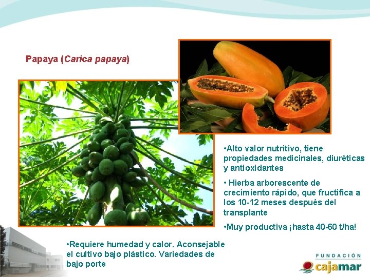 Papaya (Carica papaya) • Alto valor nutritivo, tiene propiedades medicinales, diuréticas y antioxidantes •