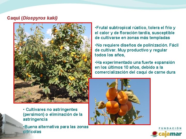 Caqui (Diospyros kaki) • Frutal subtropical rústico, tolera el frío y el calor y