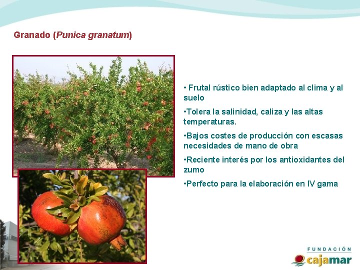 Granado (Punica granatum) • Frutal rústico bien adaptado al clima y al suelo •