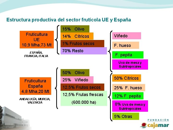 Estructura productiva del sector frutícola UE y España 15% Olivo Fruticultura UE 10, 9