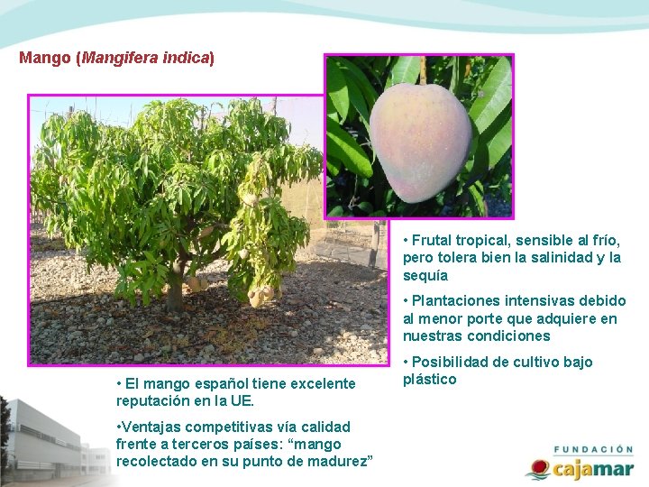 Mango (Mangifera indica) • Frutal tropical, sensible al frío, pero tolera bien la salinidad