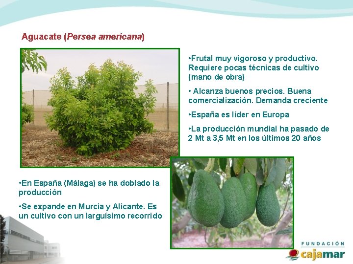 Aguacate (Persea americana) • Frutal muy vigoroso y productivo. Requiere pocas técnicas de cultivo