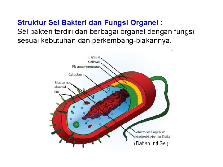 Struktur Sel Bakteri dan Fungsi Organel : Sel bakteri terdiri dari berbagai organel dengan