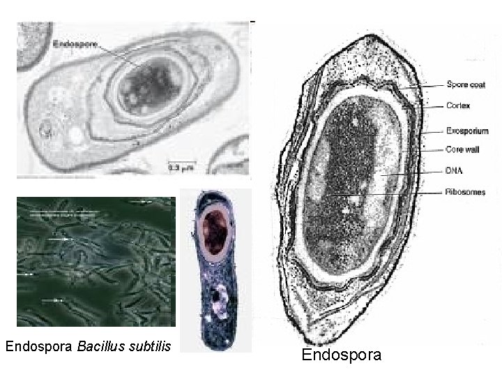 Endospora Bacillus subtilis Endospora 