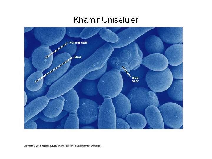 Khamir Uniseluler 