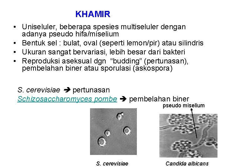 KHAMIR • Uniseluler, beberapa spesies multiseluler dengan adanya pseudo hifa/miselium • Bentuk sel :