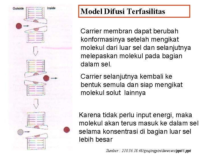 Model Difusi Terfasilitas Carrier membran dapat berubah konformasinya setelah mengikat molekul dari luar sel