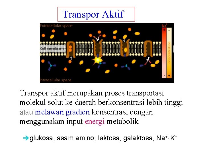 Transpor Aktif ions, glucose, and amino acids Transpor aktif merupakan proses transportasi molekul solut