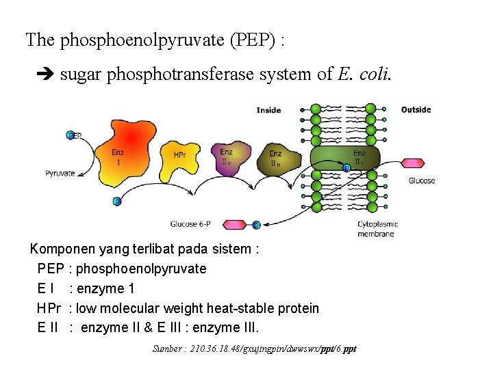 The phosphoenolpyruvate (PEP) : sugar phosphotransferase system of E. coli. Komponen yang terlibat pada