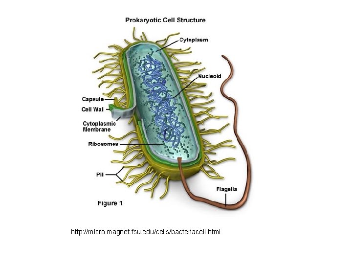 http: //micro. magnet. fsu. edu/cells/bacteriacell. html 