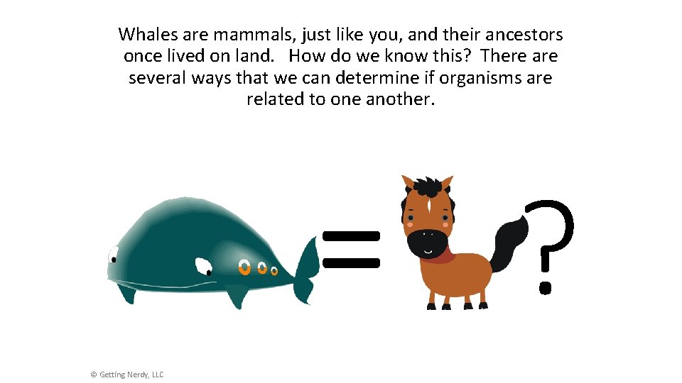 Whales are mammals, just like you, and their ancestors once lived on land. How