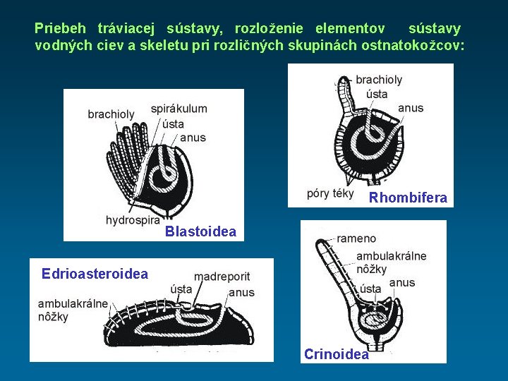 Priebeh tráviacej sústavy, rozloženie elementov sústavy vodných ciev a skeletu pri rozličných skupinách ostnatokožcov: