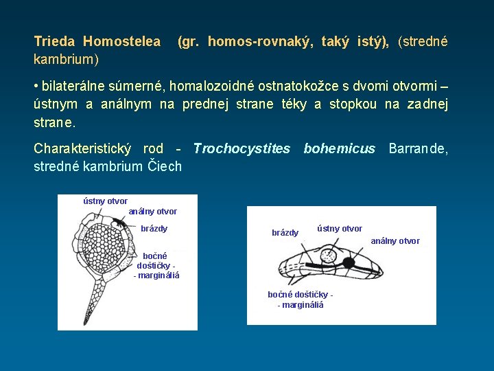 Trieda Homostelea (gr. homos-rovnaký, taký istý), (stredné kambrium) • bilaterálne súmerné, homalozoidné ostnatokožce s