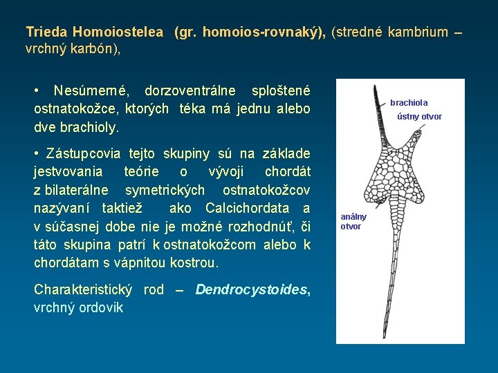 Trieda Homoiostelea (gr. homoios-rovnaký), (stredné kambrium – vrchný karbón), • Nesúmerné, dorzoventrálne sploštené ostnatokožce,