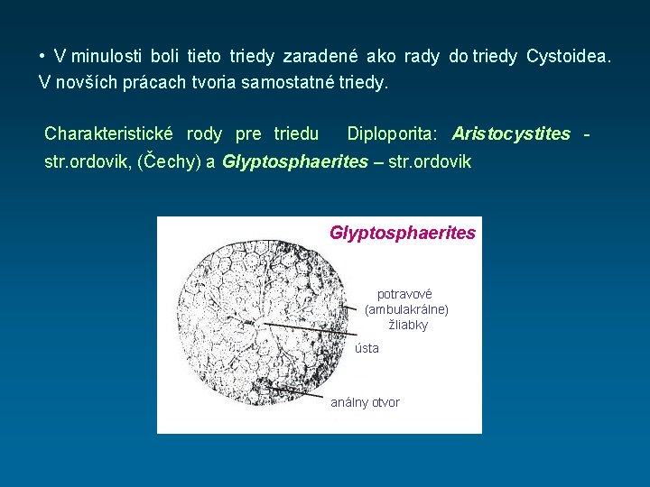  • V minulosti boli tieto triedy zaradené ako rady do triedy Cystoidea. V