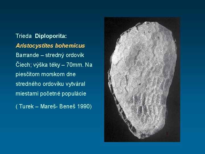 Trieda Diploporita: Aristocystites bohemicus Barrande – stredný ordovik Čiech; výška téky – 70 mm.