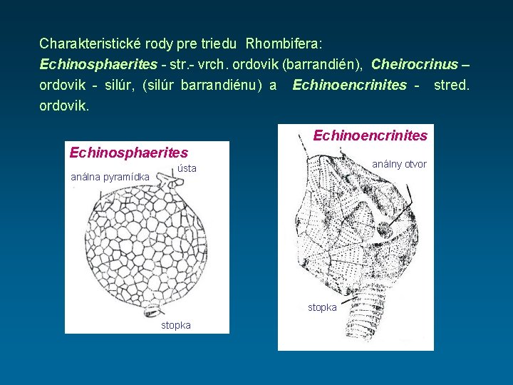 Charakteristické rody pre triedu Rhombifera: Echinosphaerites - str. - vrch. ordovik (barrandién), Cheirocrinus –