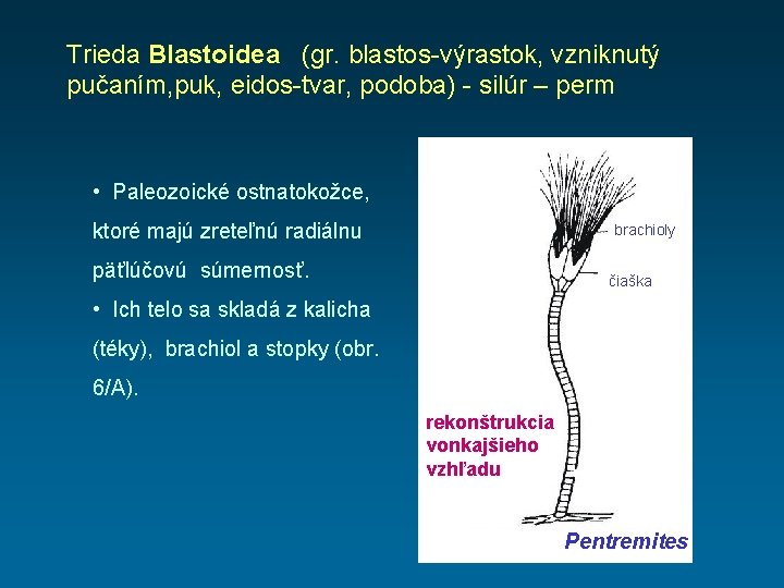 Trieda Blastoidea (gr. blastos-výrastok, vzniknutý pučaním, puk, eidos-tvar, podoba) - silúr – perm •