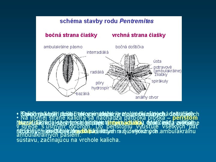 schéma stavby rodu Pentremites bočná strana čiašky ambulakrálne pásmo vrchná strana čiašky bočná doštička