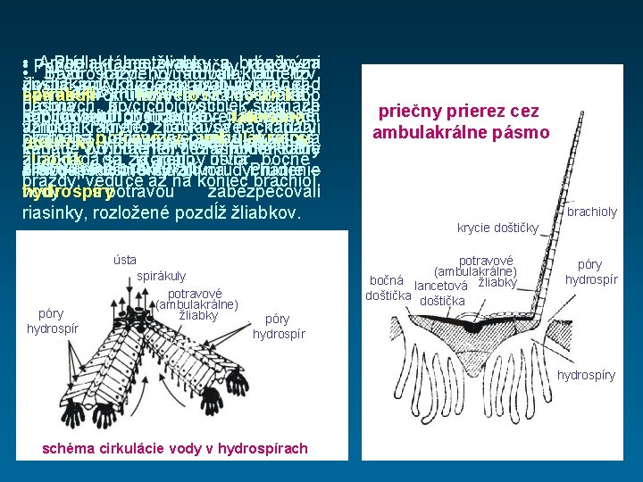  • Pozdĺž lancetovej doštičky, ktorá je Ambulakrálne Pod lancetovou žliabky a brázdy bočnými