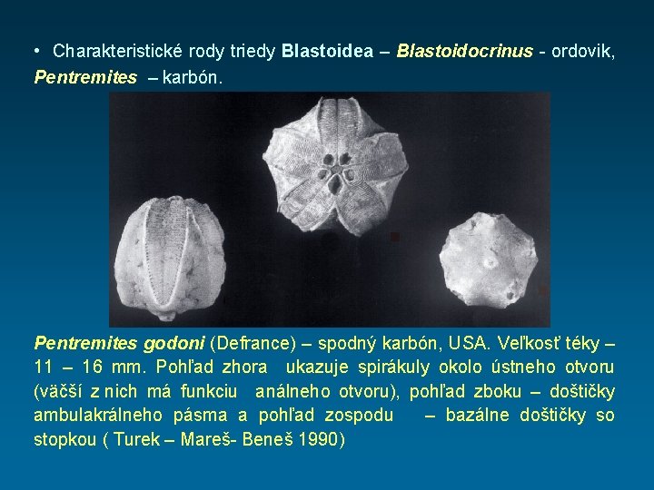  • Charakteristické rody triedy Blastoidea – Blastoidocrinus - ordovik, Pentremites – karbón. Pentremites