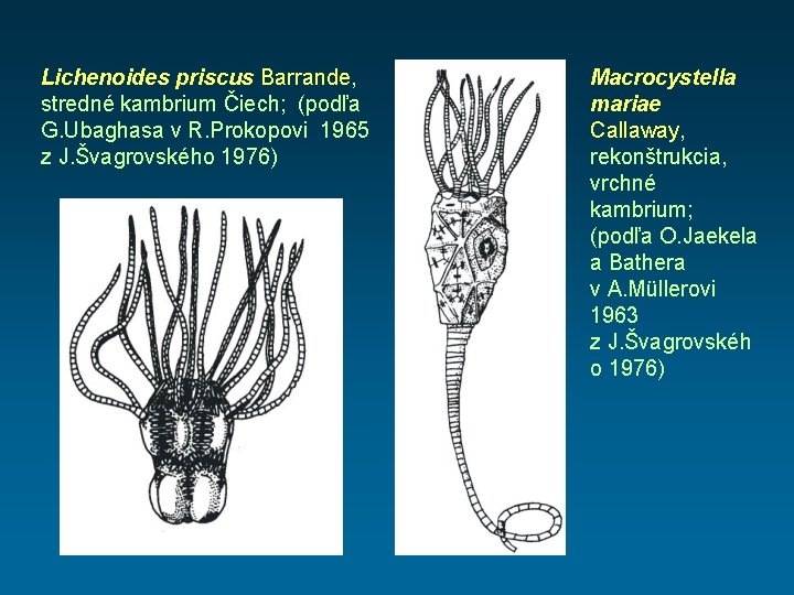 Lichenoides priscus Barrande, stredné kambrium Čiech; (podľa G. Ubaghasa v R. Prokopovi 1965 z