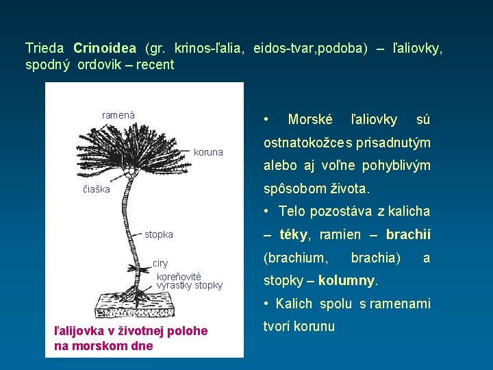 Trieda Crinoidea (gr. krinos-ľalia, eidos-tvar, podoba) – ľaliovky, spodný ordovik – recent ramená •