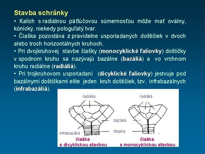 Stavba schránky • Kalich s radiálnou päťlúčovou súmernosťou môže mať oválny, kónický, niekedy pologuľatý