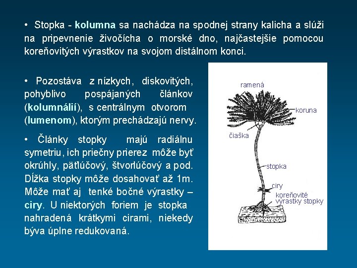  • Stopka - kolumna sa nachádza na spodnej strany kalicha a slúži na