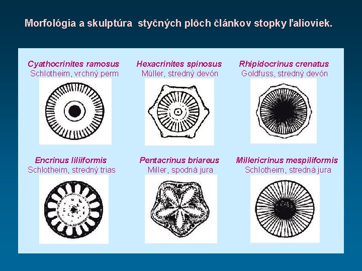 Morfológia a skulptúra styčných plôch článkov stopky ľalioviek. Cyathocrinites ramosus Schlotheim, vrchný perm Encrinus