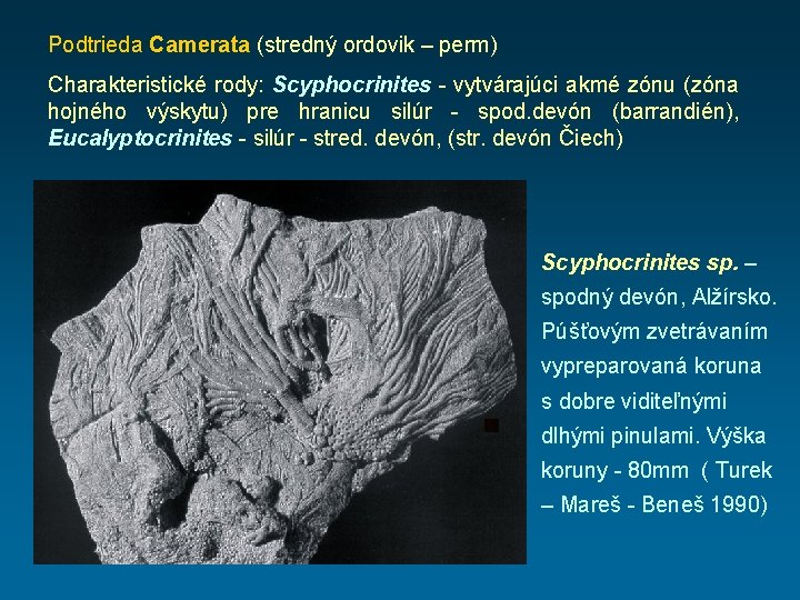 Podtrieda Camerata (stredný ordovik – perm) Charakteristické rody: Scyphocrinites - vytvárajúci akmé zónu (zóna