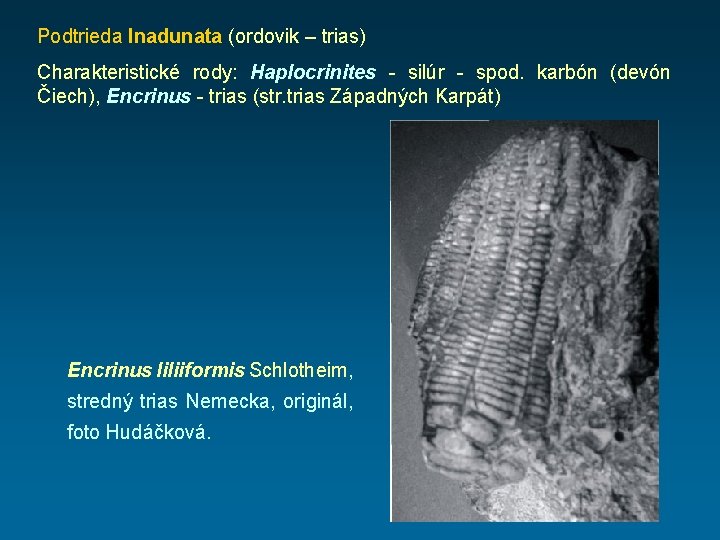 Podtrieda Inadunata (ordovik – trias) Charakteristické rody: Haplocrinites - silúr - spod. karbón (devón