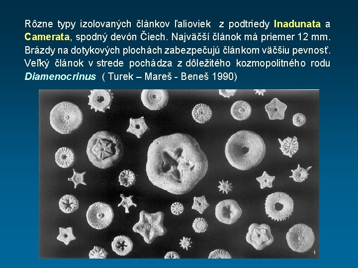 Rôzne typy izolovaných článkov ľalioviek z podtriedy Inadunata a Camerata, spodný devón Čiech. Najväčší