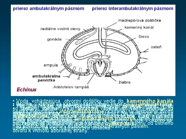 prierez ambulakrálnym pásmom prierez interambulakrálnym pásmom Echinus • Voda, vchádzajúca otvormi doštičky vedie do