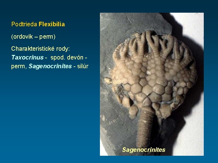 Podtrieda Flexibilia (ordovik – perm) Charakteristické rody: Taxocrinus - spod. devón - perm, Sagenocrinites