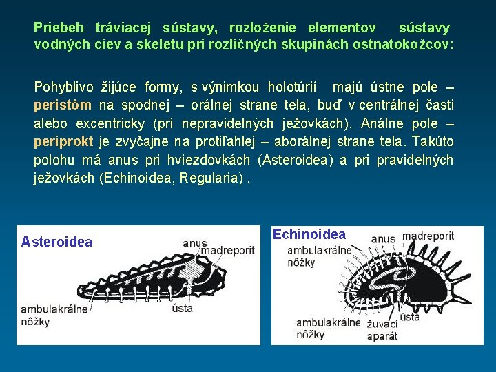 Priebeh tráviacej sústavy, rozloženie elementov sústavy vodných ciev a skeletu pri rozličných skupinách ostnatokožcov: