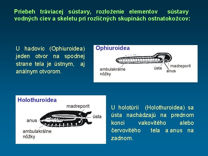 Priebeh tráviacej sústavy, rozloženie elementov sústavy vodných ciev a skeletu pri rozličných skupinách ostnatokožcov: