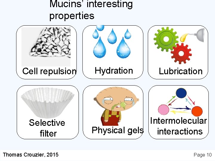 Mucins’ interesting properties Cell repulsion Selective filter Thomas Crouzier, 2015 Hydration Lubrication Intermolecular Physical