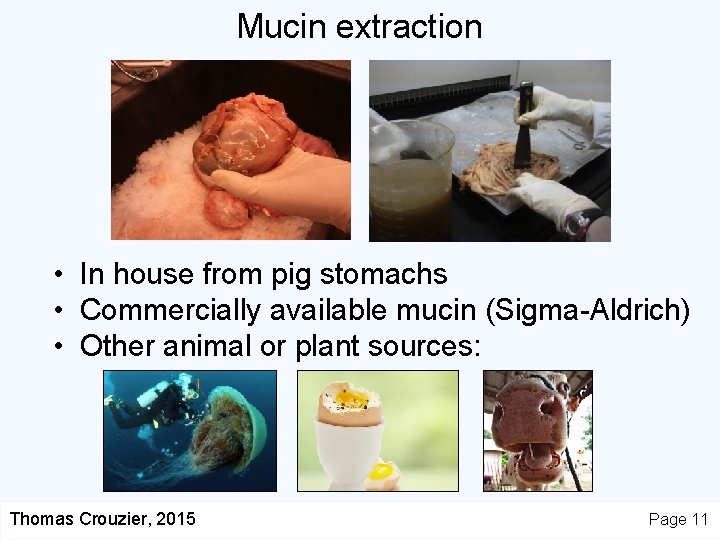 Mucin extraction • In house from pig stomachs • Commercially available mucin (Sigma-Aldrich) •