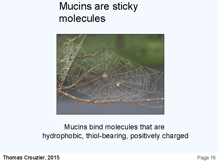 Mucins are sticky molecules Mucins bind molecules that are hydrophobic, thiol-bearing, positively charged Thomas