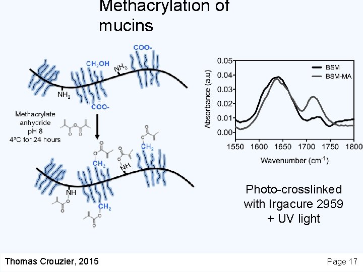 Methacrylation of mucins Photo-crosslinked with Irgacure 2959 + UV light Thomas Crouzier, 2015 Page