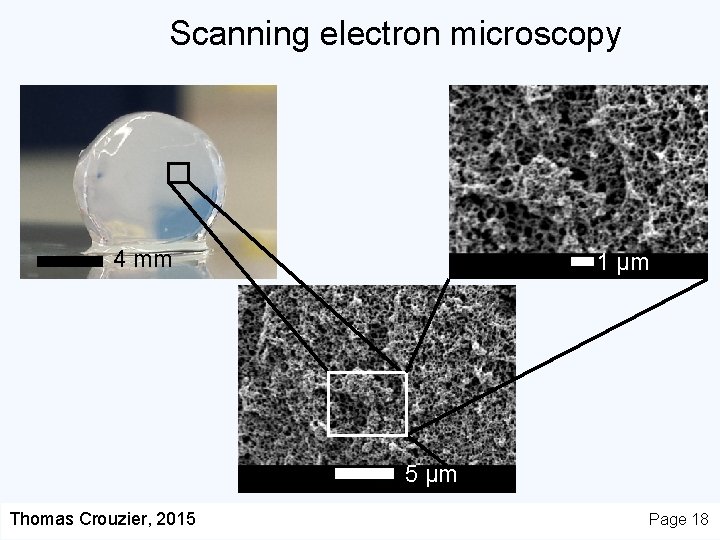 Scanning electron microscopy 4 mm 1 µm 5 µm Thomas Crouzier, 2015 Page 18