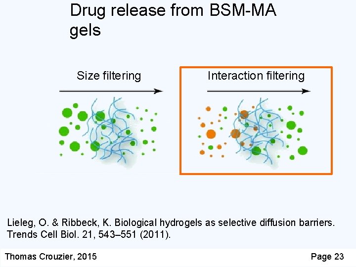 Drug release from BSM-MA gels Size filtering Interaction filtering Lieleg, O. & Ribbeck, K.