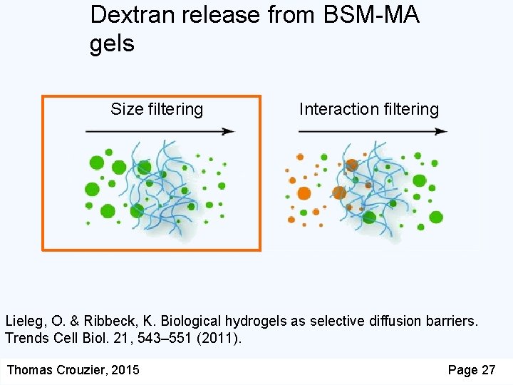 Dextran release from BSM-MA gels Size filtering Interaction filtering Lieleg, O. & Ribbeck, K.