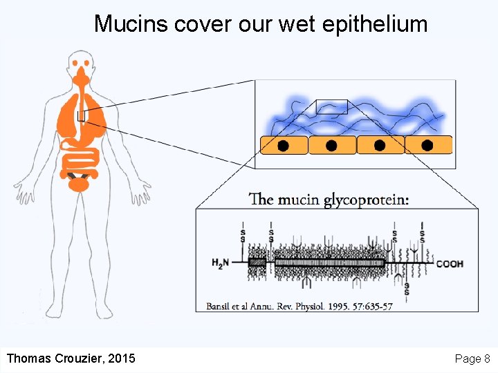 Mucins cover our wet epithelium Thomas Crouzier, 2015 Page 8 