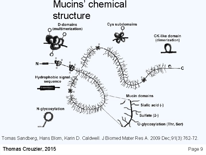 Mucins’ chemical structure Tomas Sandberg, Hans Blom, Karin D. Caldwell. J Biomed Mater Res