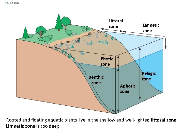 Fig. 52 -16 a Littoral zone Limnetic zone Photic zone Benthic zone Pelagic zone