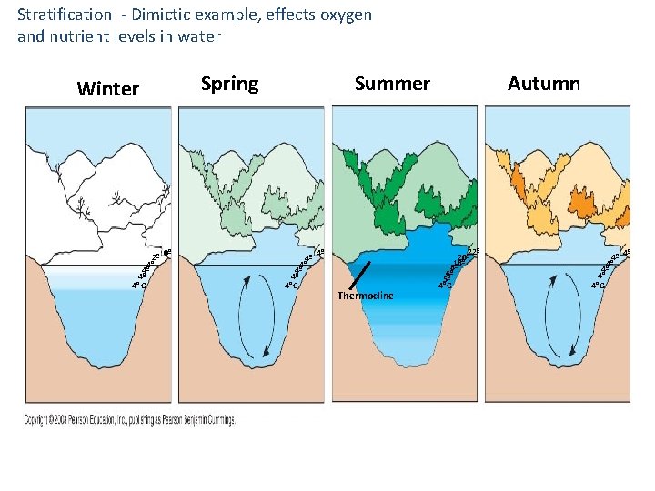 Stratification - Dimictic example, effects oxygen and nutrient levels in water 2º 4º 4ºC