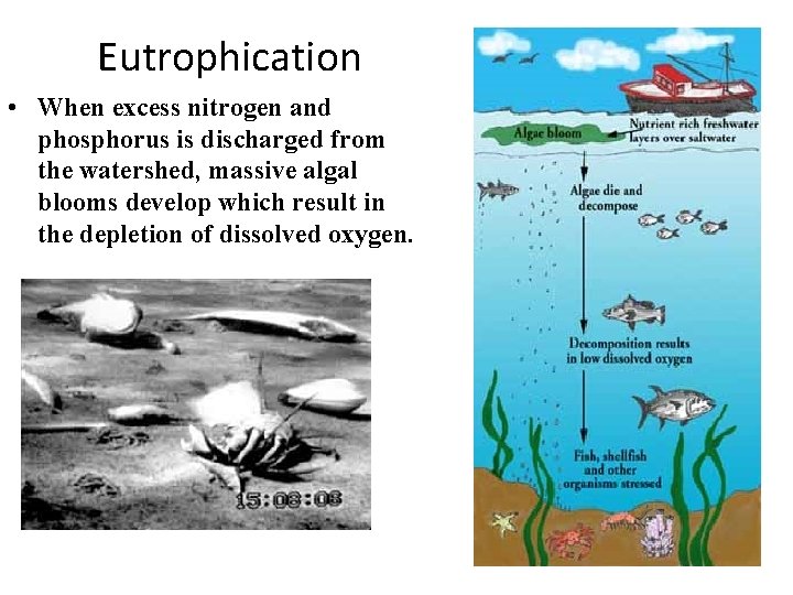 Eutrophication • When excess nitrogen and phosphorus is discharged from the watershed, massive algal